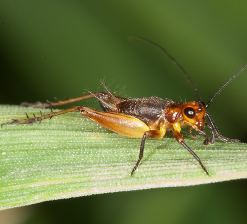 Trigonidium cicindeloides (ninfa)